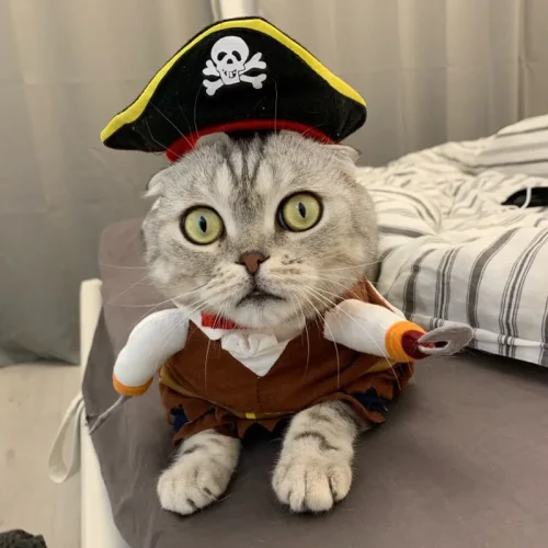 Pirate costume