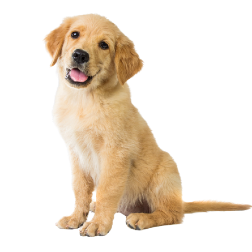 Dog (61)